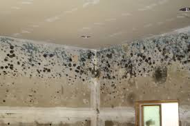 mold_homes