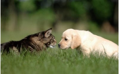 Effective Tips for Removing Pet Hair