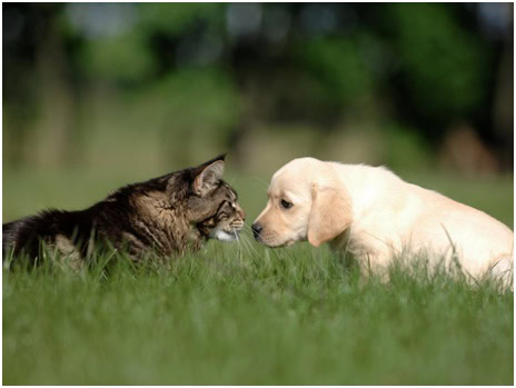 Effective Tips for Removing Pet Hair