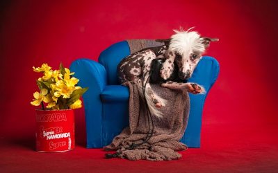 5 Tricks To Reduce Pet Dander In Your Home