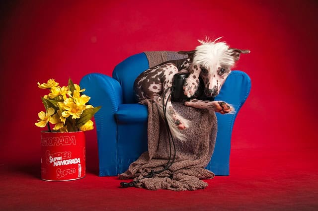 5 Tricks To Reduce Pet Dander In Your Home