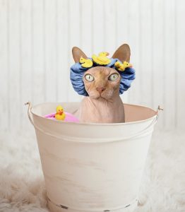 Cat in bath