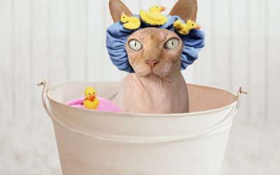 How To Bathe Your Cat