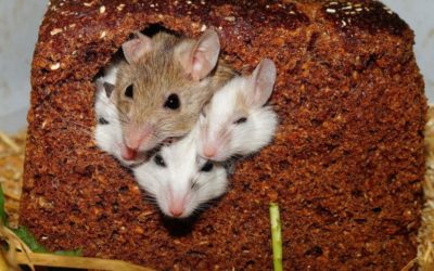 How To Get Rid of Mice Naturally