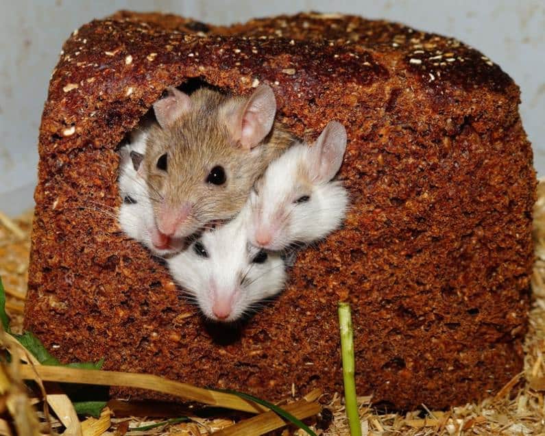 How To Get Rid of Mice Naturally