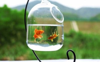 How to Clean a Fish Bowl in 5 Steps