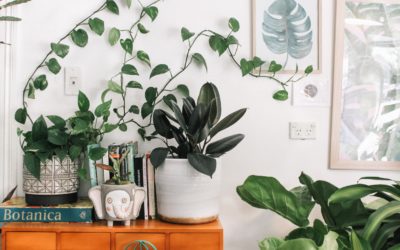 Top 5 plants you would want in your home and why