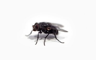 10 Natural Ways to Get Rid of Flies