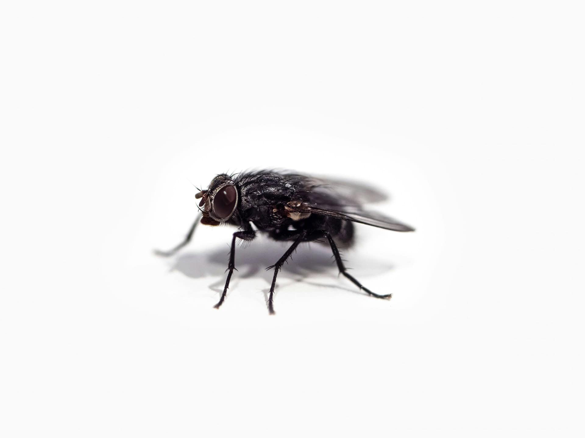 Close-up of a black fly on a white background, pest control concept.